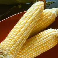 Corn seeds «Vege» F1 (Fiona)