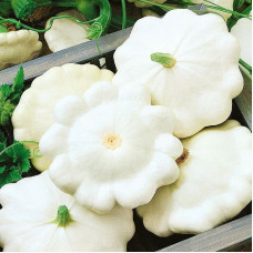 Pattypan squash seeds «Disko»