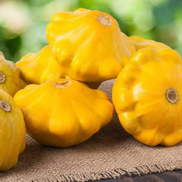 Pattypan squash seeds «Sun»