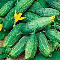 Семена огурца «Сремский»