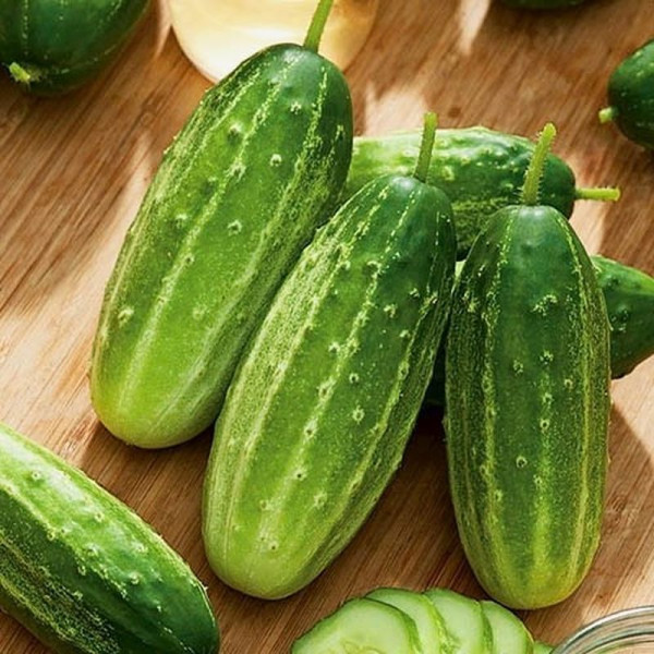 Cucumber seeds «Ratsibor» F1