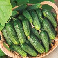 Cucumber seeds «Courage» F1