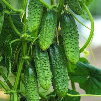 Семена огурца «Титус» F1