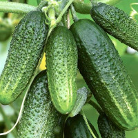 Cucumber seeds «Grandson» F1