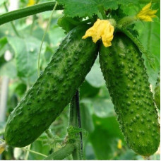 Cucumber seeds «Skvirsky» F1