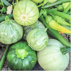 Squash seeds «Kolobok»