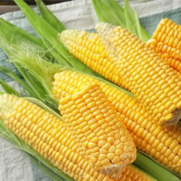 Насіння кукурудзи «Спокуса» F1
