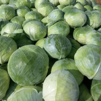 Насіння капусти білоголової «Агресор» F1