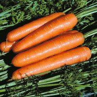 Carrot seeds «Queen of Autumn»