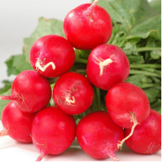 Radishes seeds «Korund»