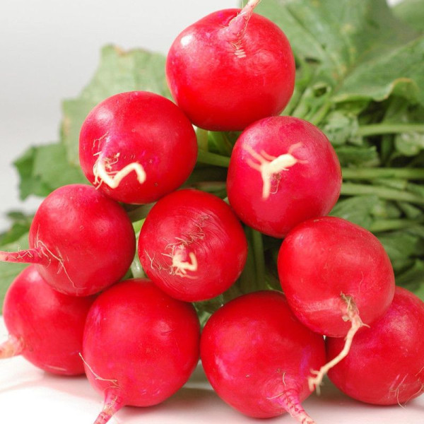 Radishes seeds «Korund»