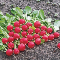 Radishes seeds «Gigante Siculo»