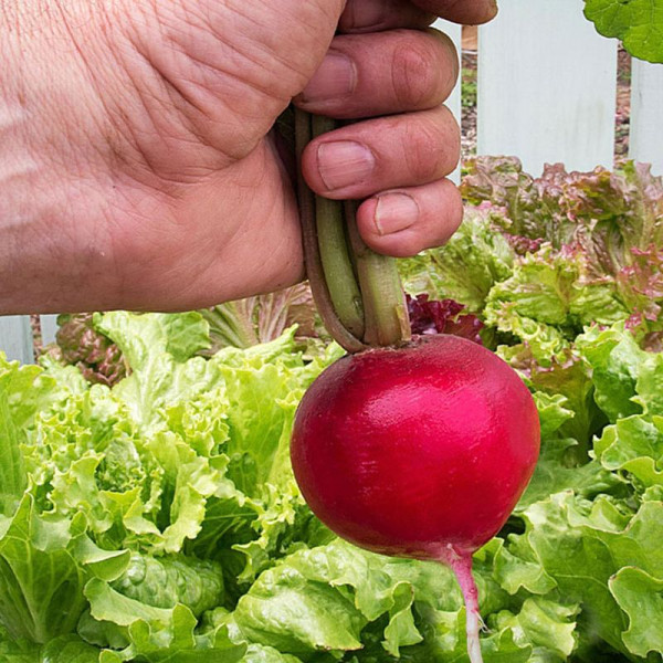 Radishes seeds «Giant Butter»