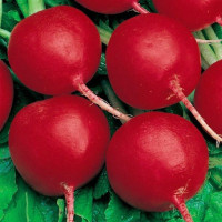 Radishes seeds «Claria»