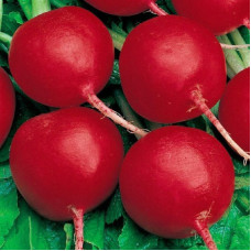 Radishes seeds «Claria»