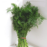 Dill seeds «Lisnogorodskyi»