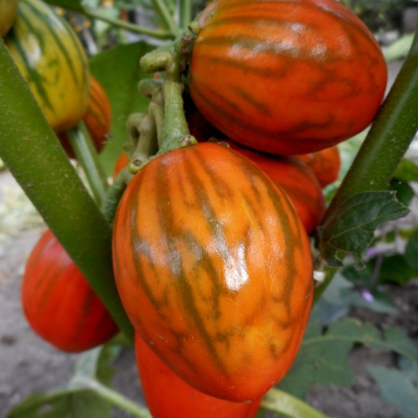 Eggplant seeds «Mantle»