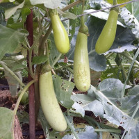 Eggplant seeds «Louisiana long green»