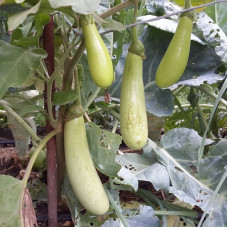 Eggplant seeds «Louisiana long green»