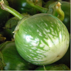 Eggplant seeds «Green Lao»