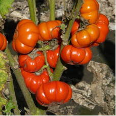 Eggplant seeds «Red Ruffled»