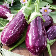 Eggplant seeds «Tsakoniki»