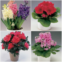 Добриво для квітучих рослин – 10 грамів