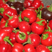 Sweet pepper seeds «Mini bell red»