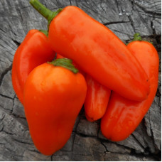 Sweet pepper seeds «Sweet lunchbox orange»