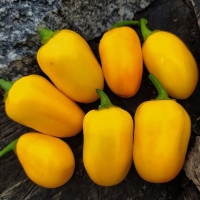 Hot pepper seeds «Habanero orange apple»