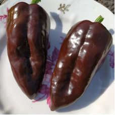 Hot pepper seeds «Mulato»