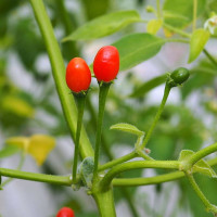 Насіння перцю гострого «Кумарі Бразильський»