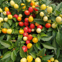 Hot pepper seeds «Indian summer»