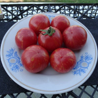 Tomato seeds «Strawberry tiger»