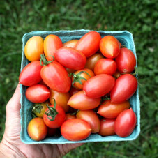 Tomato seeds «Maglia Rosa»