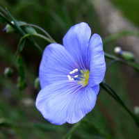 Flax seeds «Orpheus»