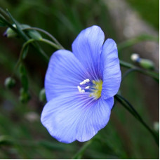 Flax seeds «Orpheus»