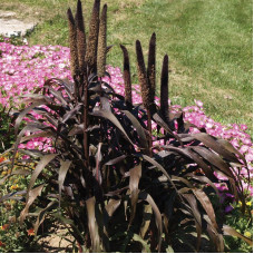 African pennisetum (millet) seeds «Purple Baron»