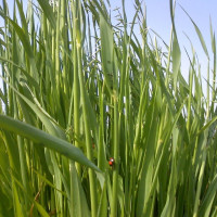 Oat seeds
