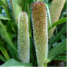 African pennisetum (millet) seeds «White miracle»