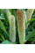 African pennisetum (millet) seeds «White miracle»