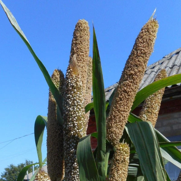 African pennisetum (millet) seeds «White miracle»