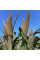 African pennisetum (millet) seeds «White miracle»