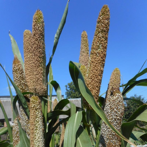 African pennisetum (millet) seeds «White miracle»