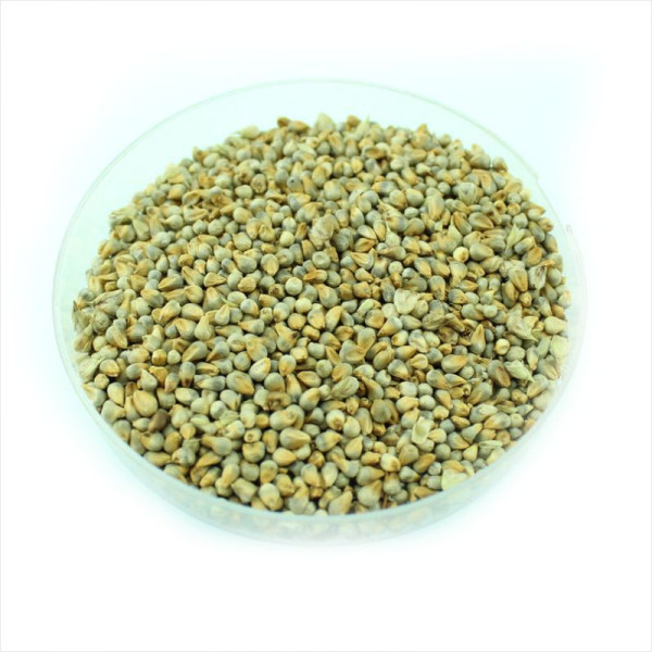 African pennisetum (millet) seeds «White miracle»