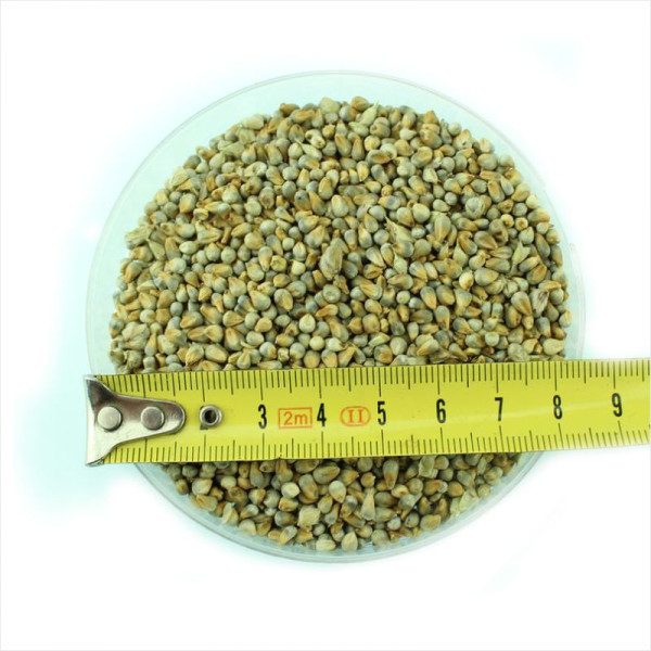 African pennisetum (millet) seeds «White miracle»