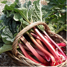 Rhubarb seeds «Leader»