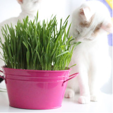 Grass seeds for cats «Premium»