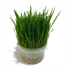 Grass seeds for cats «Standard»