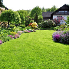 Lawn grass seeds «Universal»